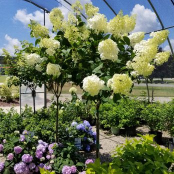 Crooked Tree Nursery - Nurseries & Gardening Near Me - Owosso, Michigan Crooked Tree Nursery - Nurseries & Gardening Near Me - Owosso, Michigan