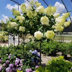 Crooked Tree Nursery