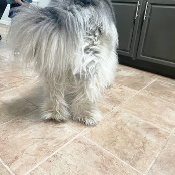 Anna’s Grooming - Before on the Shepard - Pet Groomers Near Me - Kyle, Texas