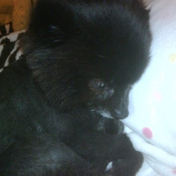 PetSmart - My poor Bebehead :( - Pet Stores Near Me - Tustin, California PetSmart - My poor Bebehead :( - Pet Stores Near Me - Tustin, California