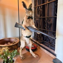 The Pig's Ear - Isn't it fun... When the hare gets the gun