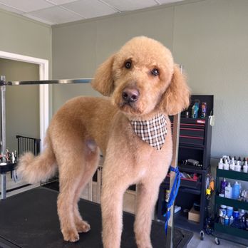 Urban Tailworks - Nugget a Golden Doodle - Pet Groomers Near Me - Lincoln, Nebraska Urban Tailworks - Nugget a Golden Doodle - Pet Groomers Near Me - Lincoln, Nebraska