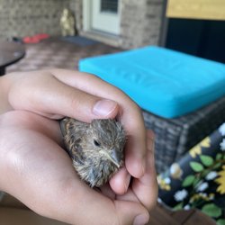Austin Wildlife Rescue - House Sparrow about 3-4 weeks old