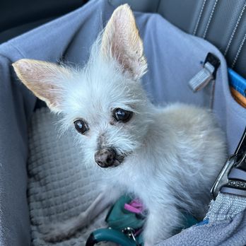 LA Pet Home - Leon after his grooming - Pet Stores Near Me - Pasadena, California