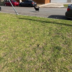 Bellflower Sheriff Substation - Neighbors dog that poops and gets called over and Roman's freely