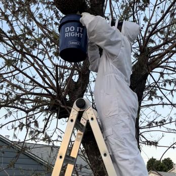 Miller Bee's - Swarm collected from a front yard tree in Vacaville, Ca near Vaca High School - Pest Control Near Me