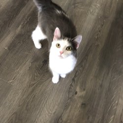 Pure Joy Pet Salon