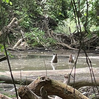 Buttermilk Trail - Geese fishing! Bottoms up! - Hiking Near Me - Richmond, Virginia Buttermilk Trail - Geese fishing! Bottoms up! - Hiking Near Me - Richmond, Virginia
