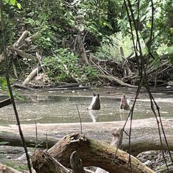 Buttermilk Trail - Geese fishing! Bottoms up!