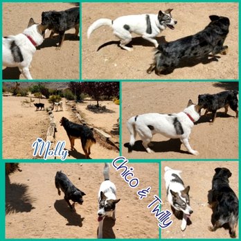 Joshua Tree Pet Resort - Pet Sitting Near Me - Joshua Tree, California Joshua Tree Pet Resort - Pet Sitting Near Me - Joshua Tree, California