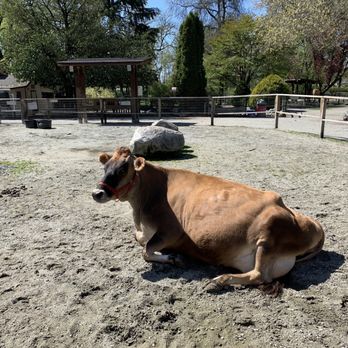 Maplewood Farm - Lima the cow - Farms Near Me - North Vancouver, British Columbia