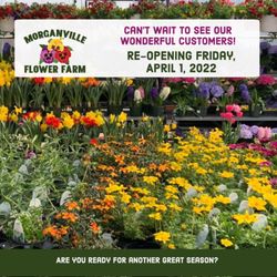 Morganville Flower Farm - So excited! Everything is growing beautifully!!
