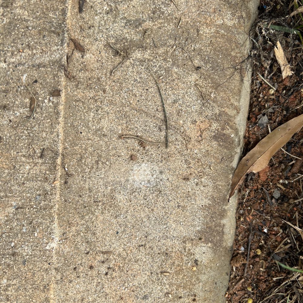 GrowinGreen - a closeup of a sidewalk with a plant growing on it - Landscaping Near Me - Kernersville, North Carolina GrowinGreen - a closeup of a sidewalk with a plant growing on it - Landscaping Near Me - Kernersville, North Carolina