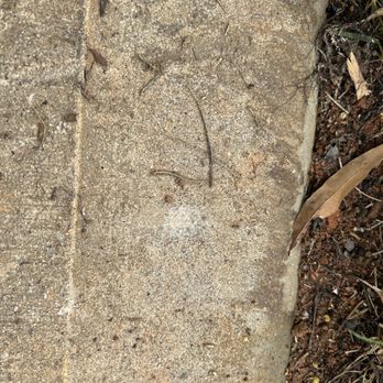 GrowinGreen - a closeup of a sidewalk with a plant growing on it - Landscaping Near Me - Kernersville, North Carolina
