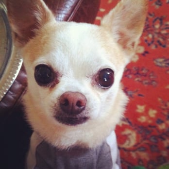 Baxter Bailey & Company - Chico is their #1 fan - Pet Stores Near Me - Nashville, Tennessee
