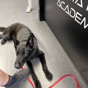 Delta K9 Academy - Pet Training Near Me - North Hollywood, California