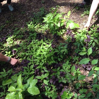 Steve Brill Tour - A patch of purple shiso - Tours Near Me - New Rochelle, New York