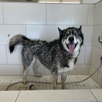 Pampered Pup - Pet Groomers Near Me - half moon bay, California Pampered Pup - Pet Groomers Near Me - half moon bay, California