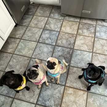 Paws & Claws Pet Sitting - Pet Sitting Near Me