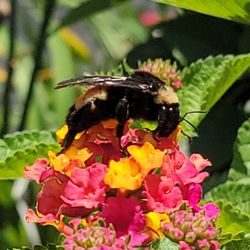 Laly Acres Nursery