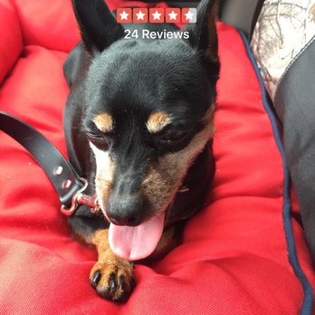 Wesco Grooming - Pet Groomers Near Me - Edgewater, Colorado