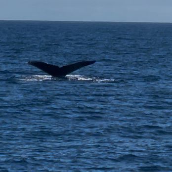 Harbor Breeze - The tale of the humpback whale. It never fully came up, but it showed off its huge tail! - Boat Charters Near Me - Long Beach, California