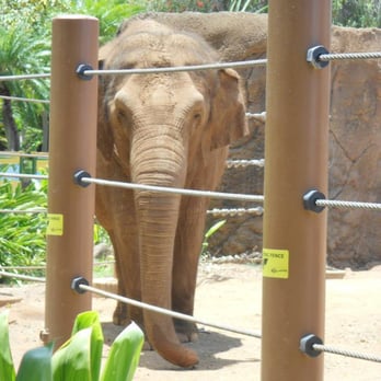 Honolulu Zoo - I was actually impressed to see Indian/Asian elephants. Most zoos stick to the African variety - Zoos Near Me - Honolulu, Hawaii Honolulu Zoo - I was actually impressed to see Indian/Asian elephants. Most zoos stick to the African variety - Zoos Near Me - Honolulu, Hawaii