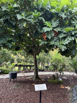 Mānoa Heritage Center by null