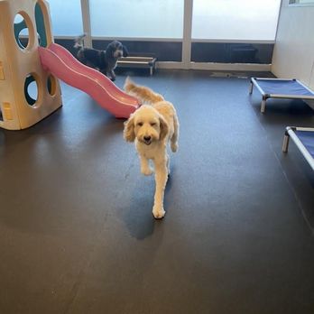 D Pet Hotels Arcadia - Pet Boarding Near Me - Phoenix, Arizona D Pet Hotels Arcadia - Pet Boarding Near Me - Phoenix, Arizona