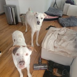 Valentine Pet Care - Otter & Badger