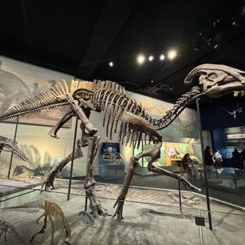 Field Museum - Museums Near Me - Chicago, Illinois