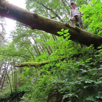 Fern Canyon Trailhead - Parks Near Me