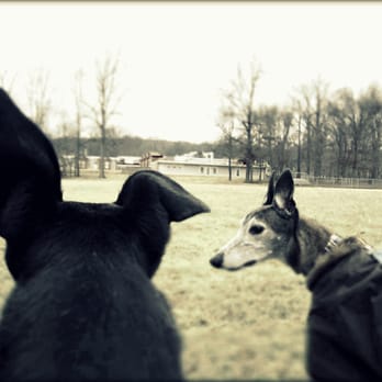 Little Critter Pet Sitter - Dog Walkers Near Me - Plainfield, New Jersey Little Critter Pet Sitter - Dog Walkers Near Me - Plainfield, New Jersey