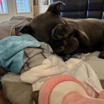 Lost Dog and Cat Rescue Foundation - Animal Shelters Near Me Lost Dog and Cat Rescue Foundation - Animal Shelters Near Me
