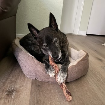 Bark Life - Braided bully stick - Pet Stores Near Me - Saint Petersburg, Florida