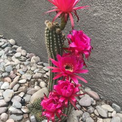 Green Desert Wholesale Tree Nursery