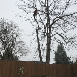 1/3 of the tree is down. 1/3 of the tree is down.