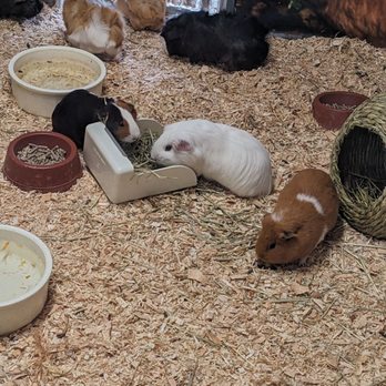 Minnesota Zoo - Guinea pigs - Zoos Near Me - Apple Valley, Minnesota Minnesota Zoo - Guinea pigs - Zoos Near Me - Apple Valley, Minnesota