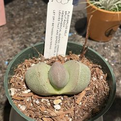 Grand Lake Ace Hardware - Got a new succulent, Split Rock