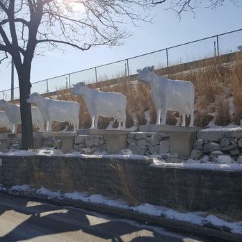 Kopp's Frozen Custard - Cows in the parking lot 2of2 (2/19/20) - Ice Cream & Frozen Yogurt Near Me - Glendale, Wisconsin Kopp's Frozen Custard - Cows in the parking lot 2of2 (2/19/20) - Ice Cream & Frozen Yogurt Near Me - Glendale, Wisconsin