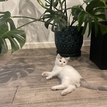 Catastrophe Cat Grooming - Pet Groomers Near Me - Livermore, California