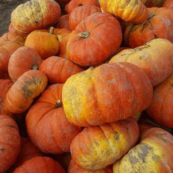 Carpinito Brothers Pumpkin Patch - Farmers Market Near Me - Kent, Washington Carpinito Brothers Pumpkin Patch - Farmers Market Near Me - Kent, Washington