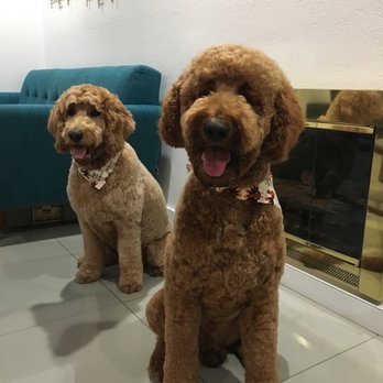 The Spaw - Pet Groomers Near Me - Tustin, California