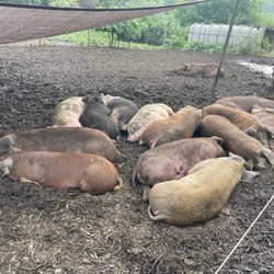 Blackberry Meadows Farm - Pigs!