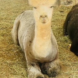 Alpaca - there were 4 of them