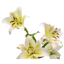 Lily's Playhouse and Preschool - childcare center in Smyrna, TN