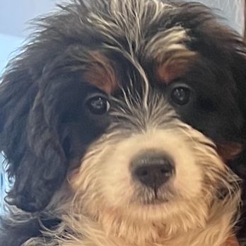 Premier Pups - Our beautiful puppy 9 weeks - Pet Breeders Near Me - Johnstown, Ohio Premier Pups - Our beautiful puppy 9 weeks - Pet Breeders Near Me - Johnstown, Ohio