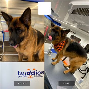 Buddies Pet Care - Pet Groomers Near Me - Cumming, Georgia Buddies Pet Care - Pet Groomers Near Me - Cumming, Georgia