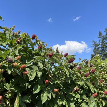Rowell Bros - a bush of raspberries - Fruits & Veggies Near Me - Hillsboro, Oregon Rowell Bros - a bush of raspberries - Fruits & Veggies Near Me - Hillsboro, Oregon