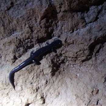 Raccoon Mountain Caverns - Salamander - Tours Near Me - Chattanooga, Tennessee